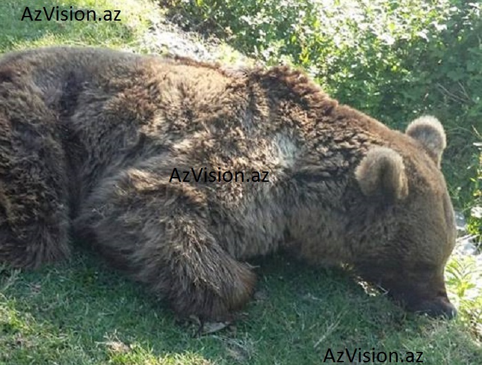 Oğuzu qorxuya salan ayı - FOTOLAR